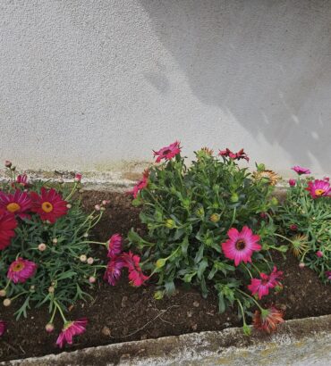 coloriamo-il-paese (6)